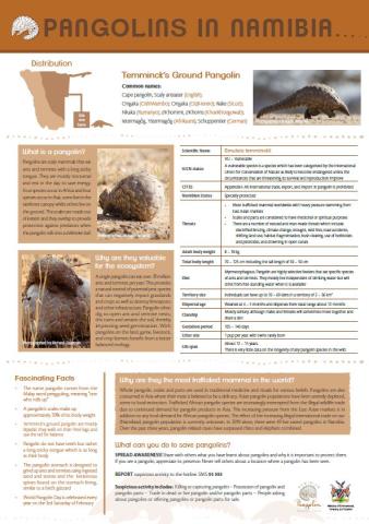 Pangolins in Namibia poster