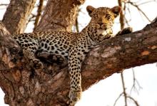 National Census of Leopard photo